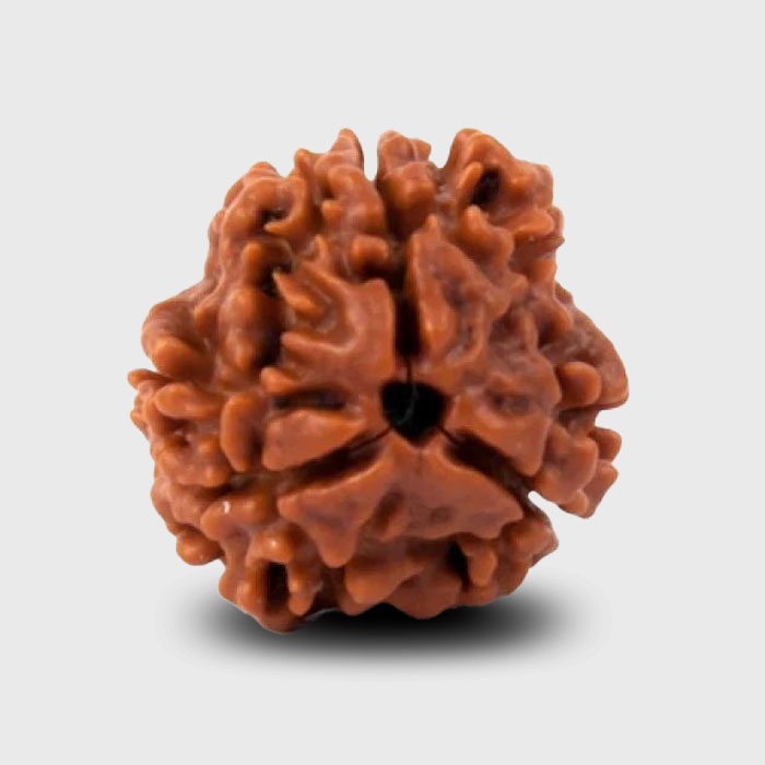 3 Faced Rudraksha is associated with Lord Agni