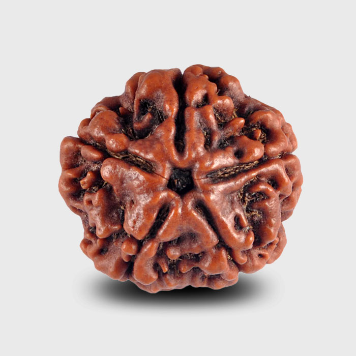 Faced Rudraksha associated with Lord Kalagni Rudra
