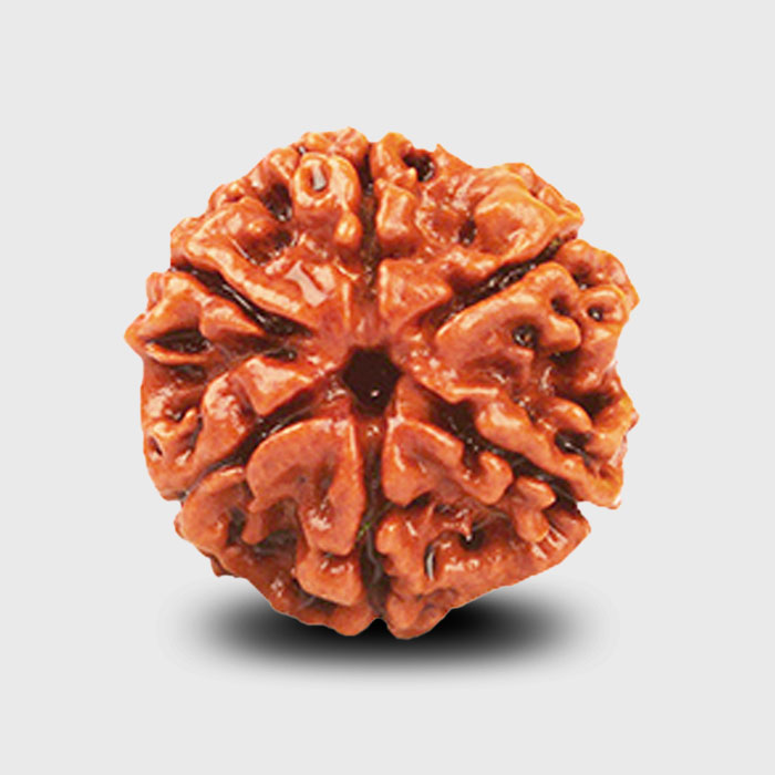 6 Faced Rudraksha associated with Lord Kartikeya