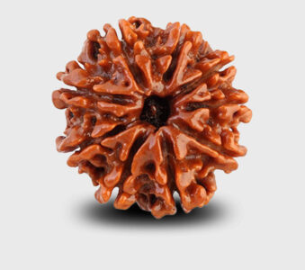 Rudraksha