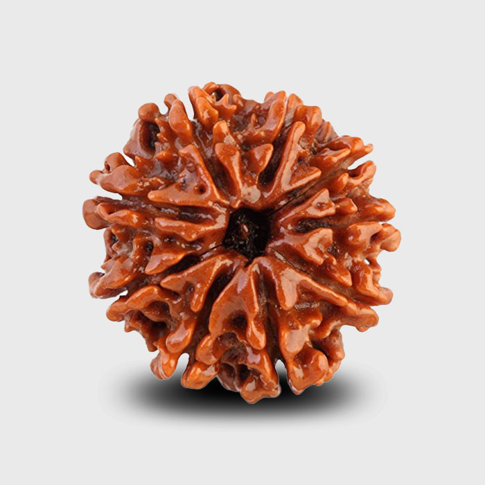 9 Faced Rudraksha associated with Goddess Durga
